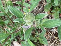 Phacelia leptosepala