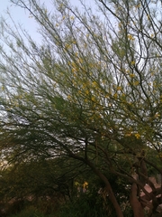 Parkinsonia