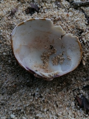 Megapitaria squalida