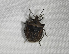 (c) Anthony Kurek EntSocVic, some rights reserved (CC BY-NC), uploaded by Anthony Kurek EntSocVic