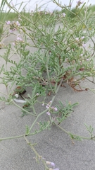 Cakile maritima maritima