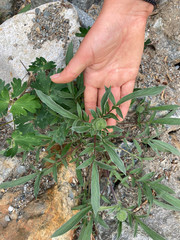 Phacelia leptosepala