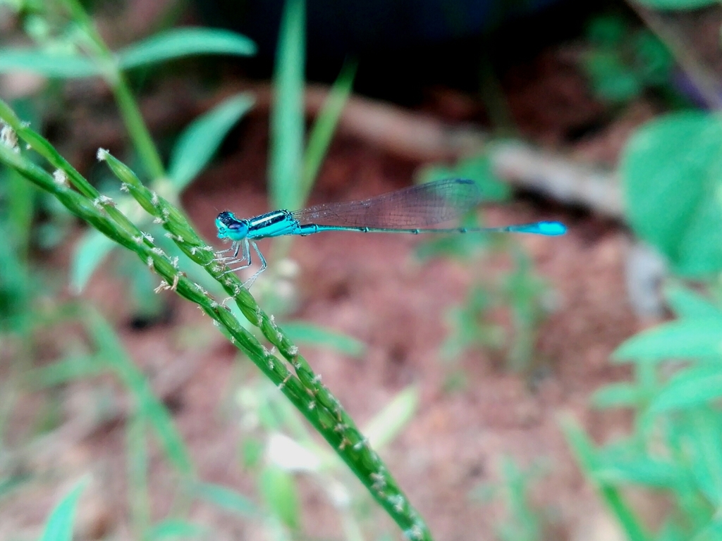 Green-striped slender dartlet
