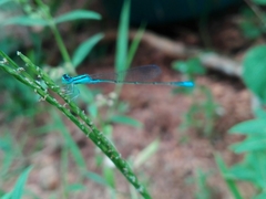Aciagrion occidentale