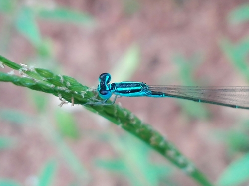 Green-striped slender dartlet photo 3