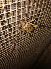 Susuacanga stigmatica