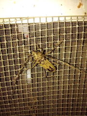 Susuacanga stigmatica