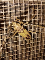 Susuacanga stigmatica