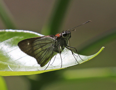 Ebusus