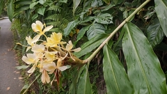 Hedychium flavescens