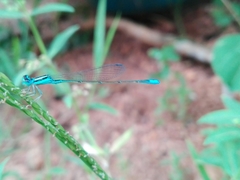 Aciagrion occidentale