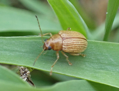 Colaspis brunnea
