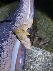 Clanis bilineata