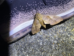 Clanis bilineata