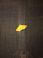 Phaedropsis