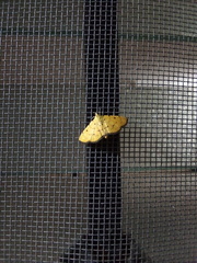 Phaedropsis