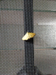 Phaedropsis