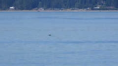 Phocoena phocoena vomerina