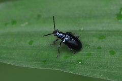Lema concinnipennis