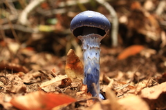Stephanopus azureus
