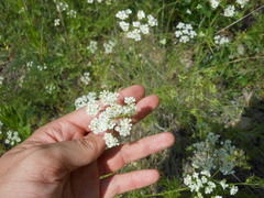 Bifora americana