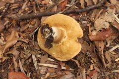 Boletus putidus