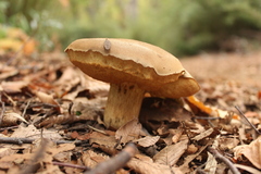 Boletus putidus