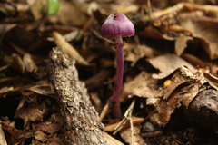 Cortinarius magellanicus