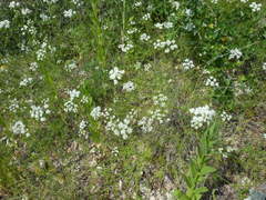 Bifora americana