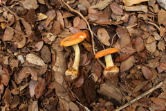 Amanita gayana