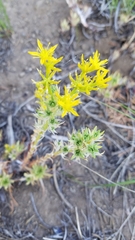 Sedum stenopetalum