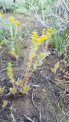 Sedum stenopetalum