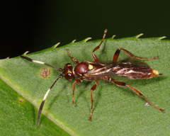 Melanichneumon disparilis