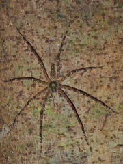 Heteropoda boiei