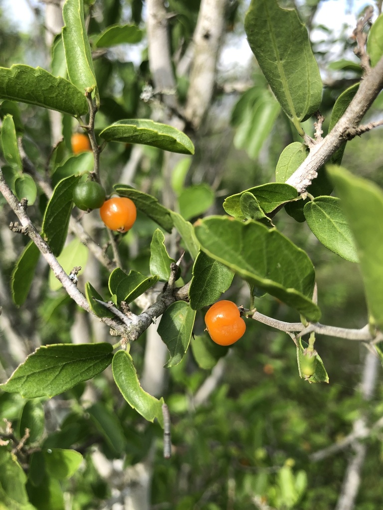 spiny hackberry from Hebbronville, TX, US on June 30, 2021 at 0917 AM