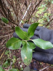Olearia traversiorum