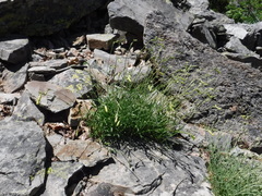 Silene douglasii douglasii