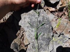 Silene douglasii douglasii