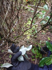 Olearia traversiorum