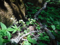 Galium oreganum