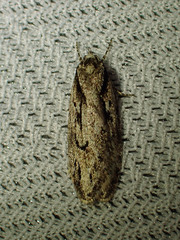Semioscopis aurorella