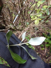 Olearia traversiorum