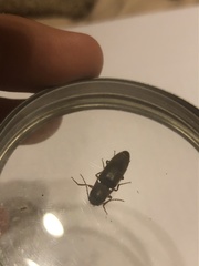 Diplostethus carolinensis
