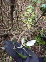 Olearia traversiorum