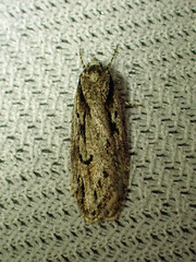 Semioscopis aurorella