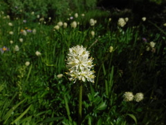 Triantha occidentalis