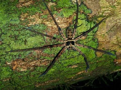 Heteropoda tetrica