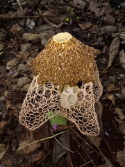 Phallus haitangensis