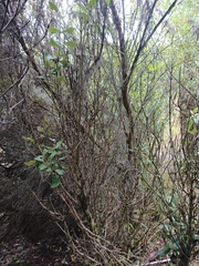 Olearia traversiorum