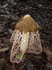 Phallus haitangensis